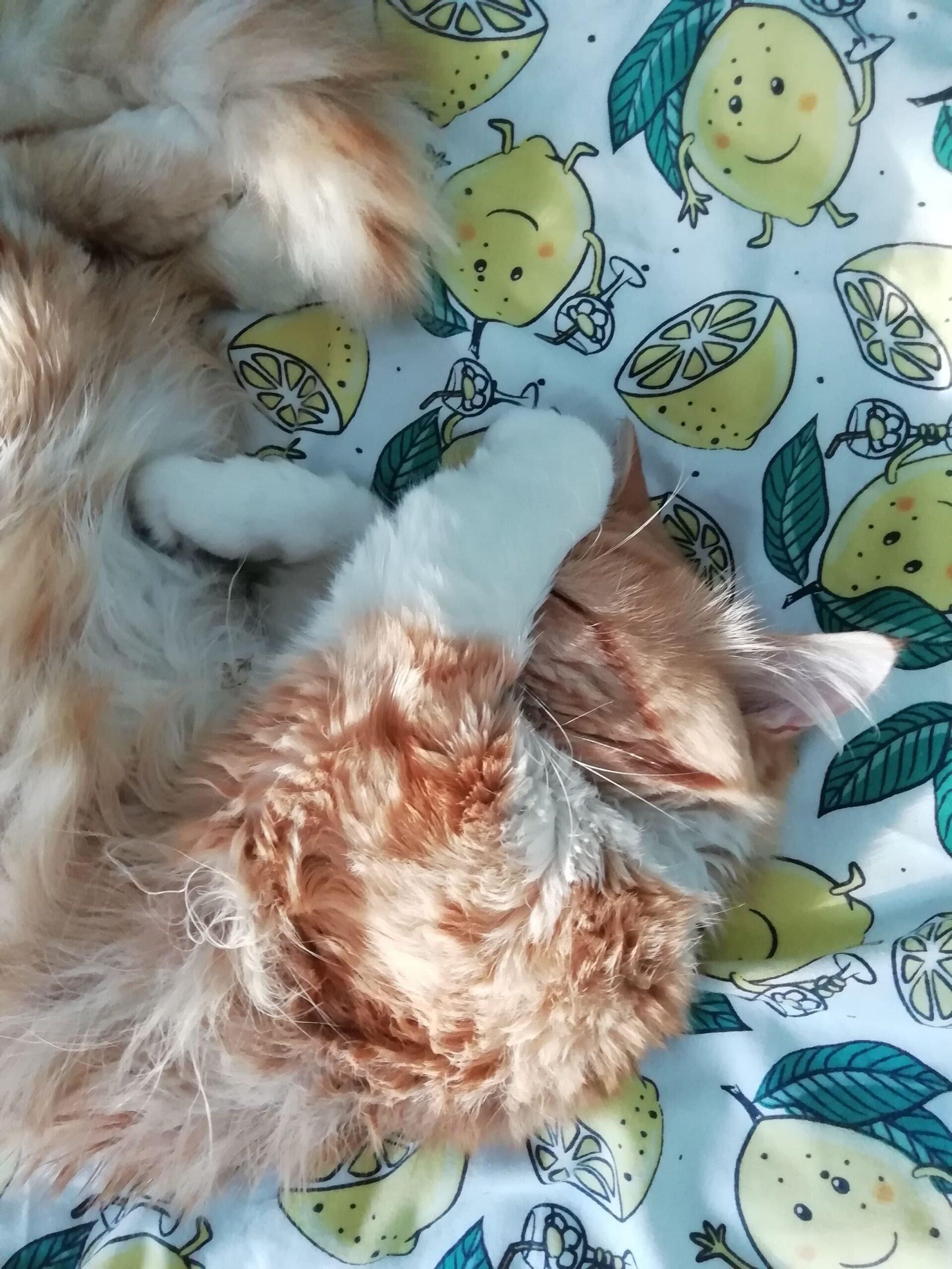 My ginger cat Basil sleeping with one of his white paws over his eyes